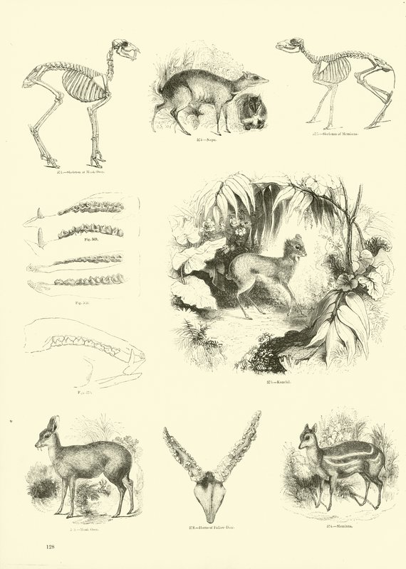 Pagina uit Het Picturale Museum van Geanimeerde Natuur door English School