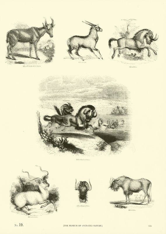 Pagina uit Het Picturale Museum van Geanimeerde Natuur door English School