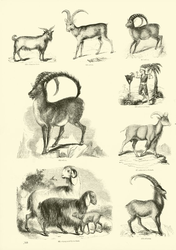 Pagina uit Het Picturale Museum van Geanimeerde Natuur door English School
