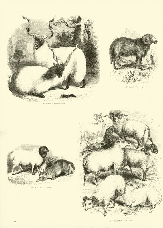 Pagina uit Het Picturale Museum van Geanimeerde Natuur door English School
