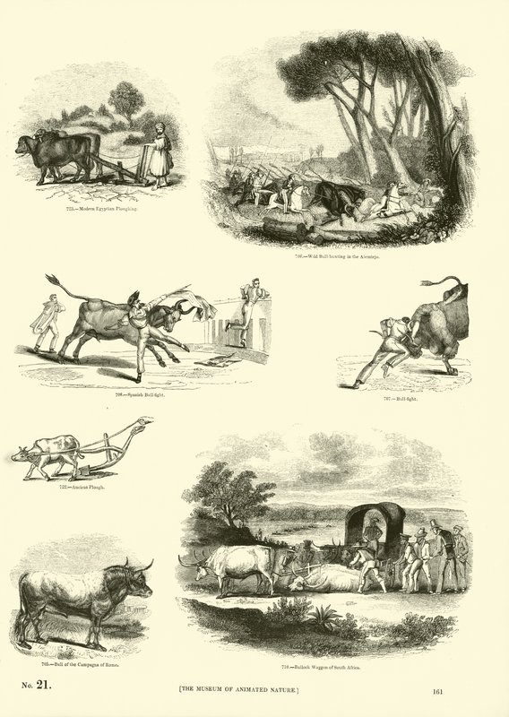 Pagina uit Het Picturale Museum van Geanimeerde Natuur door English School
