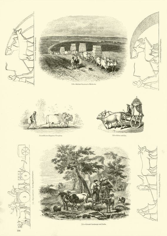 Pagina uit Het Picturale Museum van Geanimeerde Natuur door English School