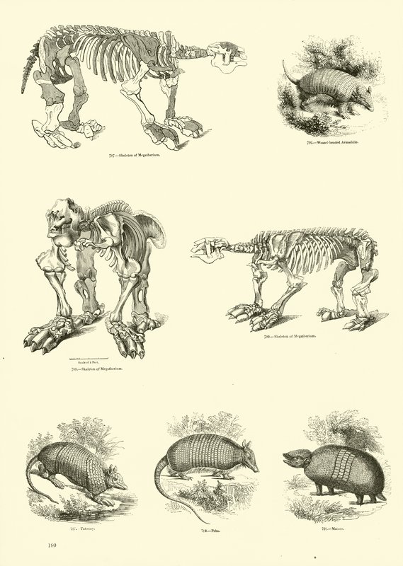 Pagina uit Het Picturale Museum van Geanimeerde Natuur door English School