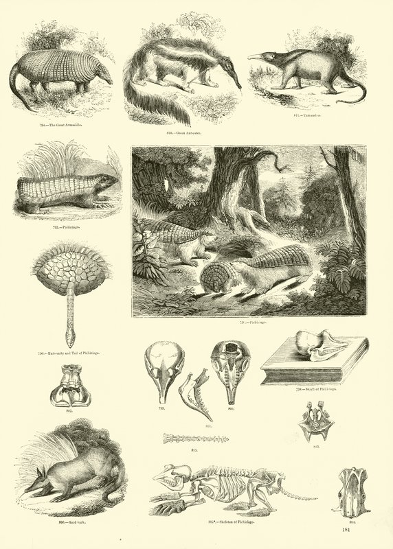 Pagina uit Het Picturale Museum van Geanimeerde Natuur door English School