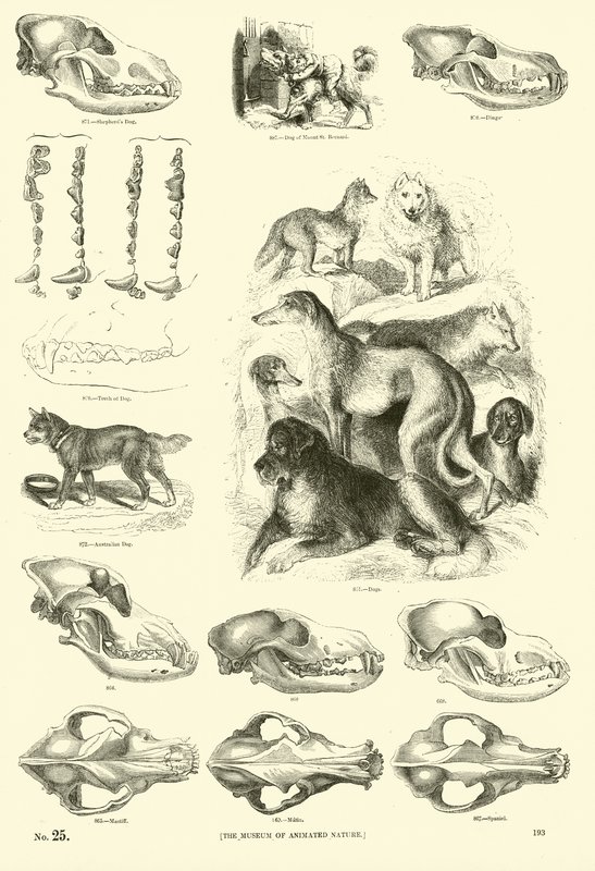 Pagina uit Het Picturale Museum van Geanimeerde Natuur door English School