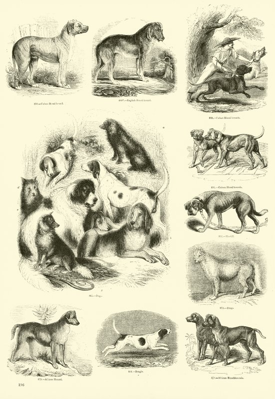 Pagina uit Het Picturale Museum van Geanimeerde Natuur door English School