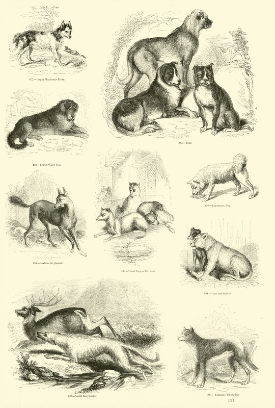 Pagina uit Het Picturale Museum van Geanimeerde Natuur door English School