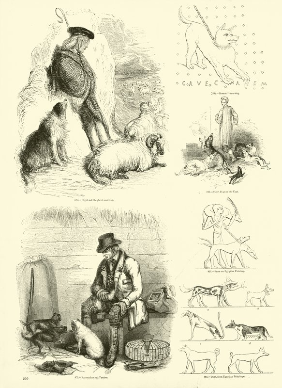 Pagina uit Het Picturale Museum van Geanimeerde Natuur door English School