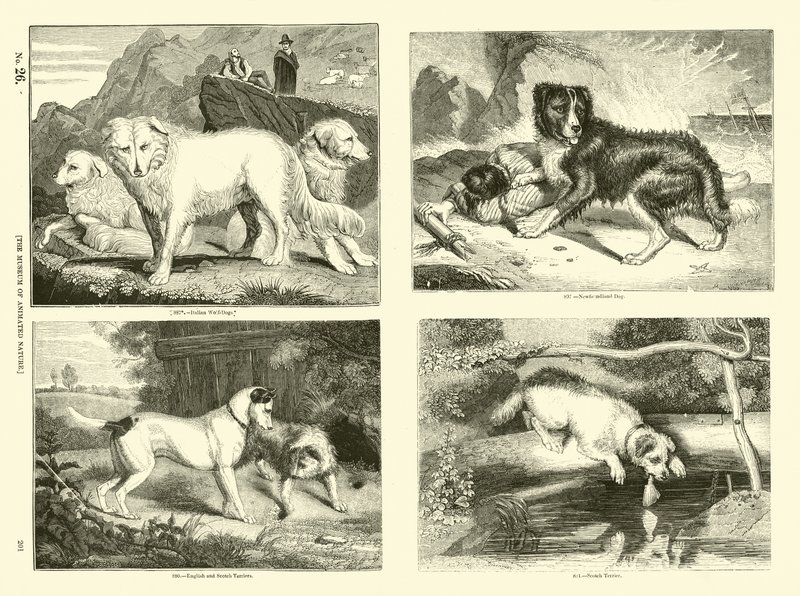 Pagina uit Het Picturale Museum van Geanimeerde Natuur door English School