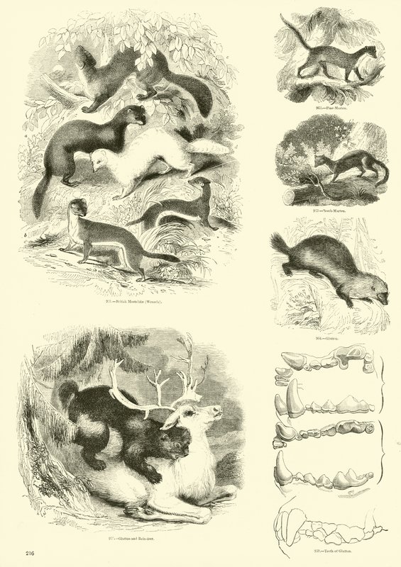 Pagina uit Het Picturale Museum van Geanimeerde Natuur door English School