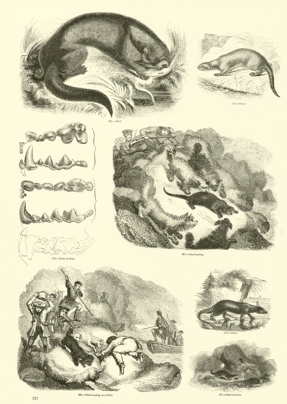 Pagina uit Het Picturale Museum van Geanimeerde Natuur door English School