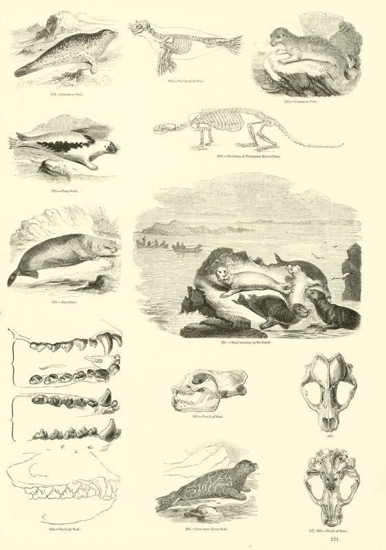 Pagina uit Het Picturale Museum van Geanimeerde Natuur door English School