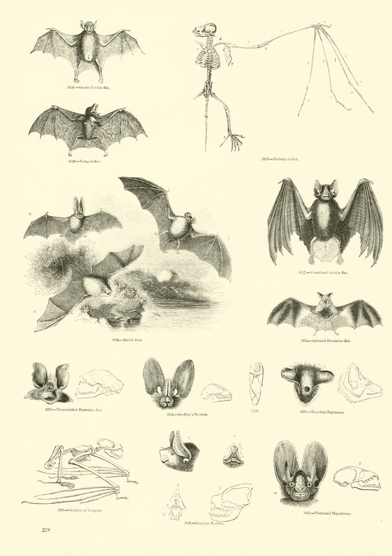 Pagina uit Het Picturale Museum van Geanimeerde Natuur door English School