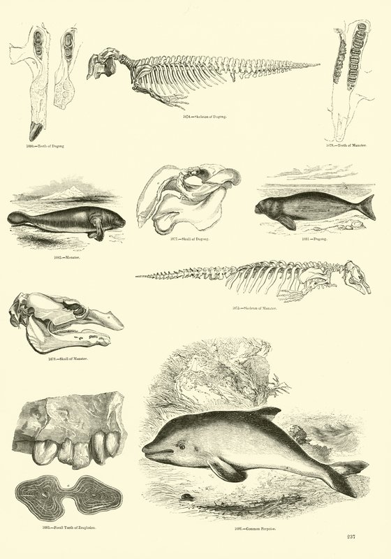Pagina uit Het Picturale Museum van Geanimeerde Natuur door English School
