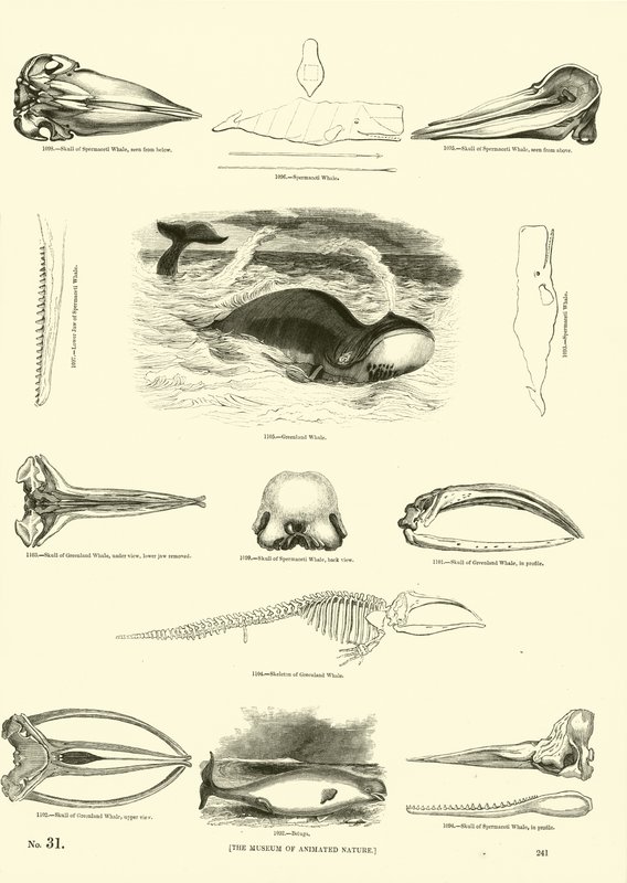 Pagina uit Het Picturale Museum van Geanimeerde Natuur door English School