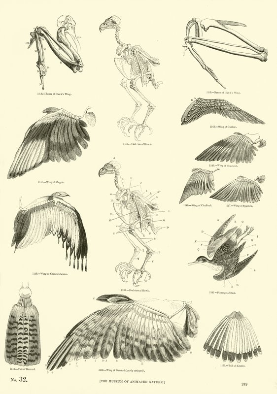 Pagina uit Het Picturale Museum van Geanimeerde Natuur door English School