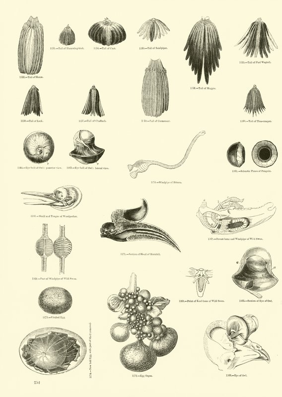 Pagina uit Het Picturale Museum van Geanimeerde Natuur door English School