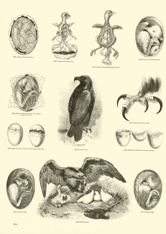 Pagina uit Het Picturale Museum van Geanimeerde Natuur door English School