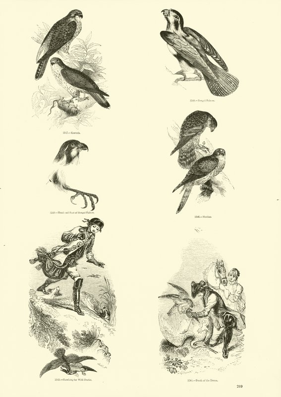 Pagina uit Het Picturale Museum van Geanimeerde Natuur door English School