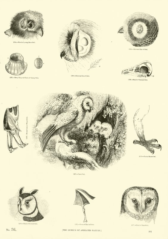 Pagina uit Het Picturale Museum van Geanimeerde Natuur door English School