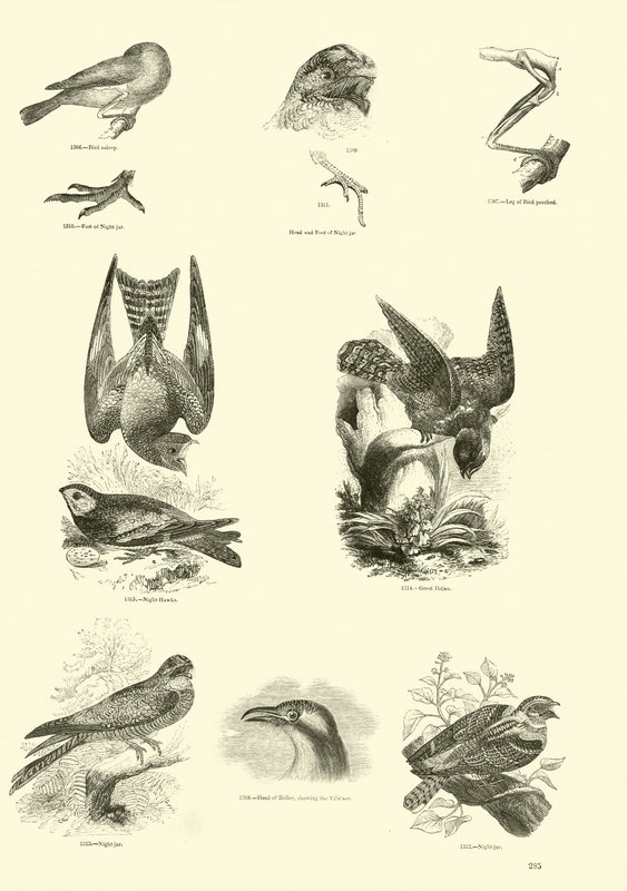 Pagina uit Het Picturale Museum van Geanimeerde Natuur door English School