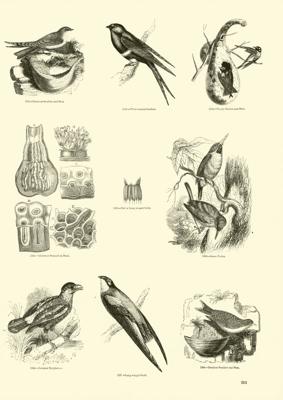 Pagina uit Het Picturale Museum van Geanimeerde Natuur door English School
