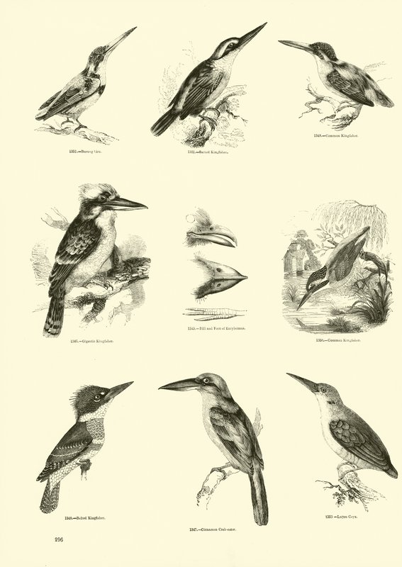 Pagina uit Het Picturale Museum van Geanimeerde Natuur door English School