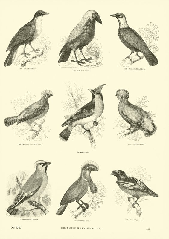 Pagina uit Het Picturale Museum van Geanimeerde Natuur door English School