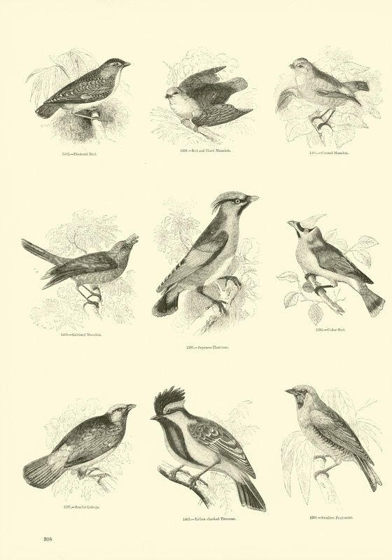 Pagina uit Het Picturale Museum van Geanimeerde Natuur door English School