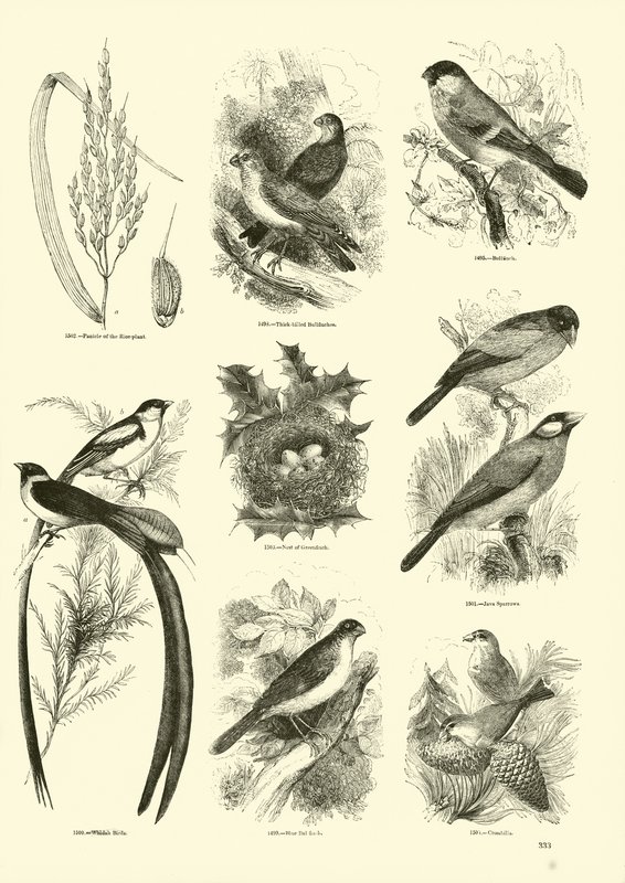 Pagina uit Het Picturale Museum van Geanimeerde Natuur door English School