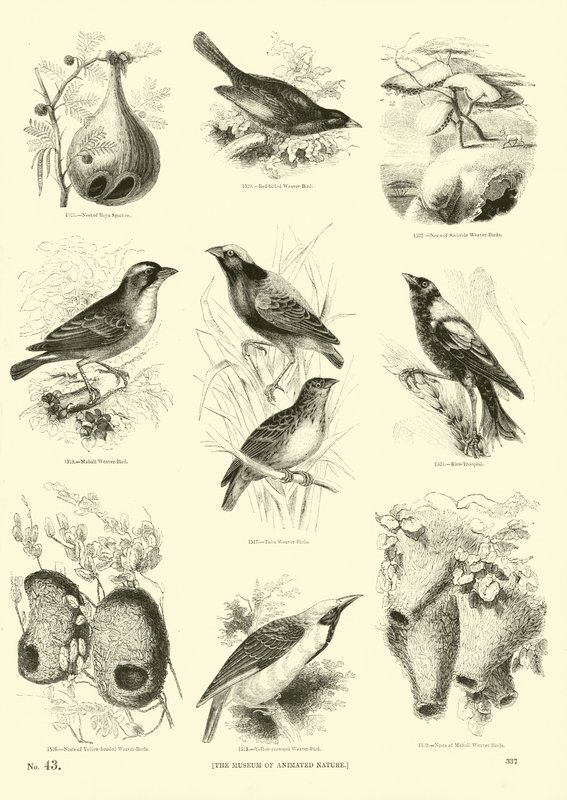 Pagina uit Het Picturale Museum van Geanimeerde Natuur door English School