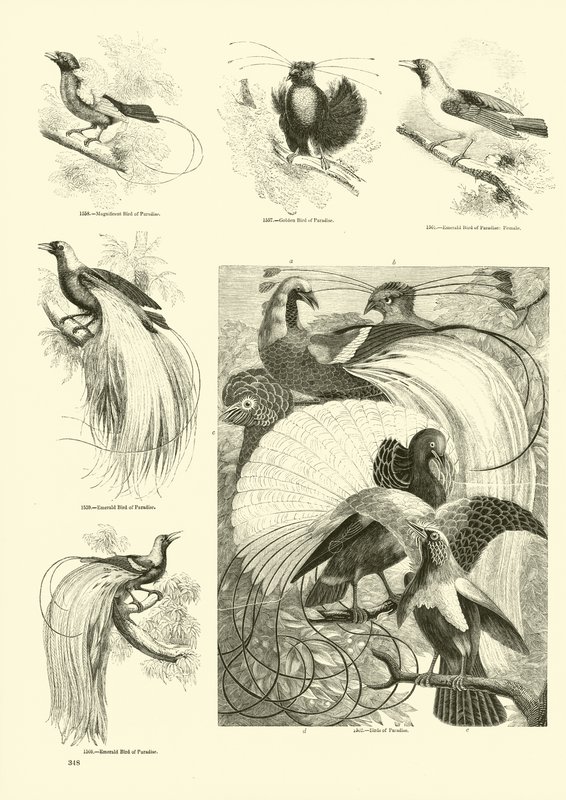 Pagina uit Het Picturale Museum van Geanimeerde Natuur door English School