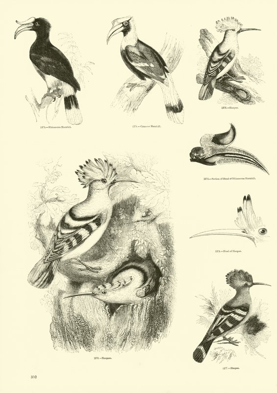 Pagina uit Het Picturale Museum van Geanimeerde Natuur door English School