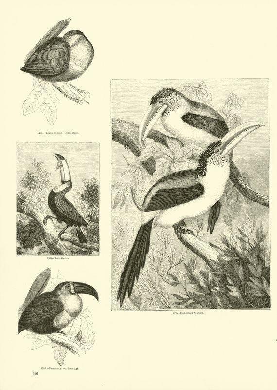 Pagina uit Het Picturale Museum van Geanimeerde Natuur door English School