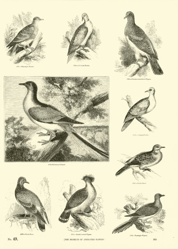 Pagina uit Het Picturale Museum van Geanimeerde Natuur door English School