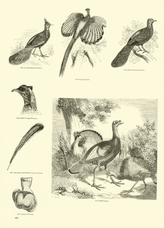 Pagina uit Het Picturale Museum van Geanimeerde Natuur door English School