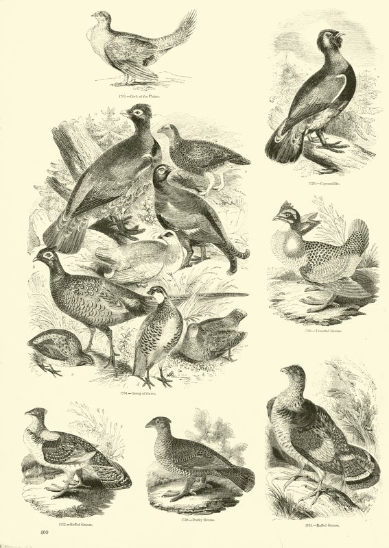 Pagina uit Het Picturale Museum van Geanimeerde Natuur door English School