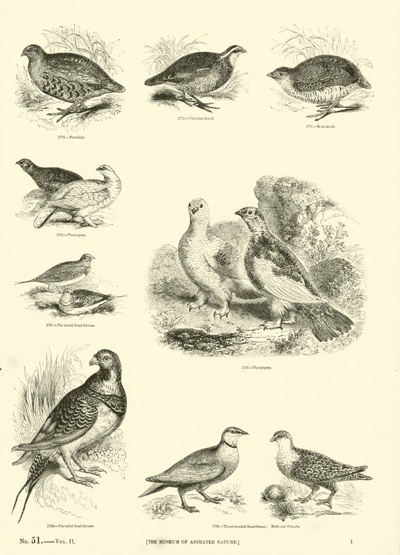 Pagina uit Het Picturale Museum van Geanimeerde Natuur door English School