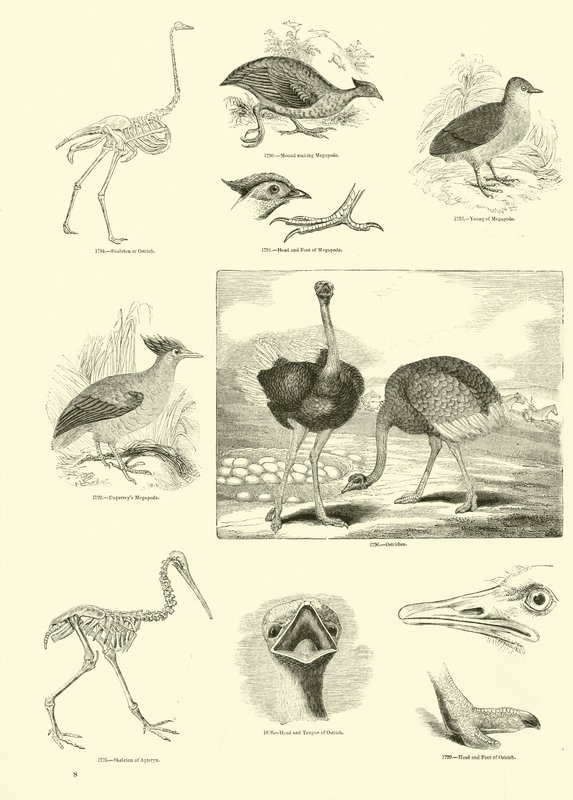 Pagina uit Het Picturale Museum van Geanimeerde Natuur door English School