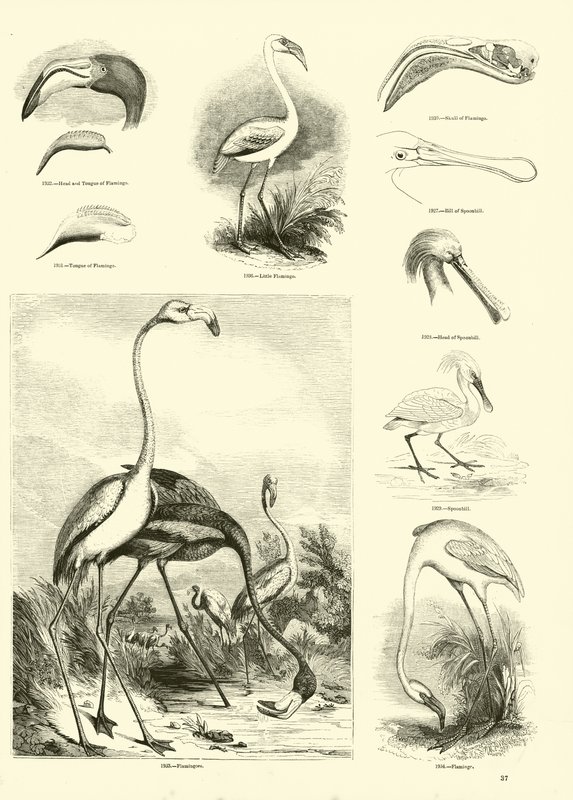 Pagina uit Het Picturale Museum van Geanimeerde Natuur door English School