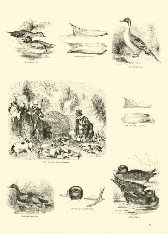 Pagina uit Het Picturale Museum van Geanimeerde Natuur door English School