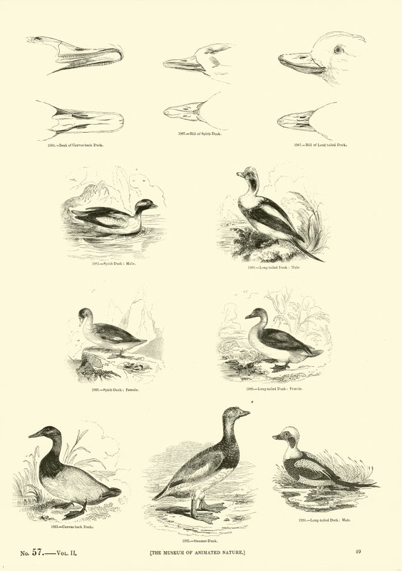 Pagina uit Het Picturale Museum van Geanimeerde Natuur door English School