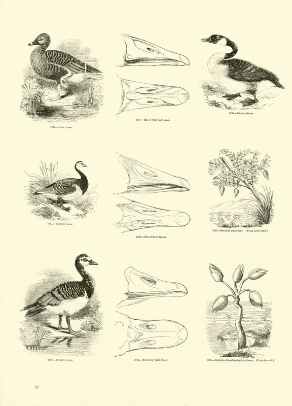 Pagina uit Het Picturale Museum van Geanimeerde Natuur door English School