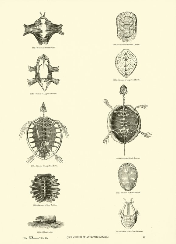 Pagina uit Het Picturale Museum van Geanimeerde Natuur door English School