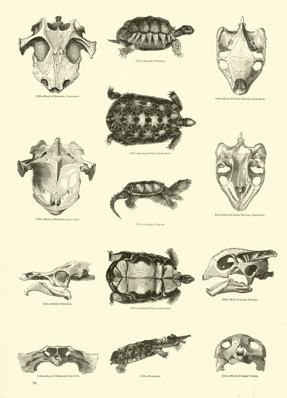 Pagina uit Het Picturale Museum van Geanimeerde Natuur door English School