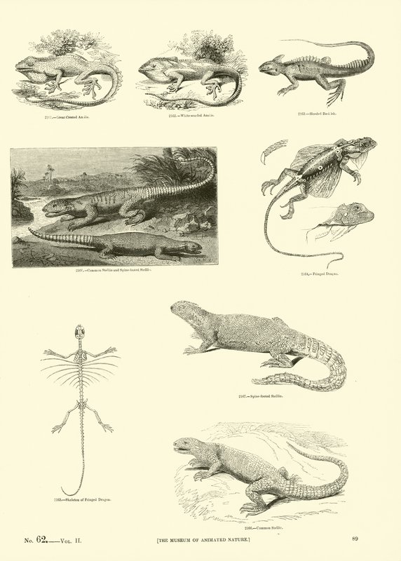 Pagina uit Het Picturale Museum van Geanimeerde Natuur door English School
