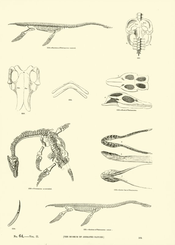 Pagina uit Het Picturale Museum van Geanimeerde Natuur door English School