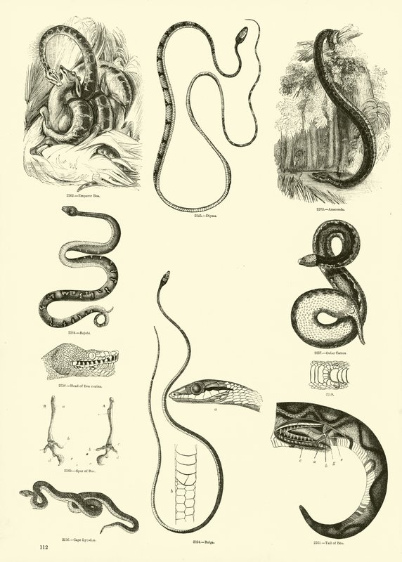 Pagina uit Het Picturale Museum van Geanimeerde Natuur door English School