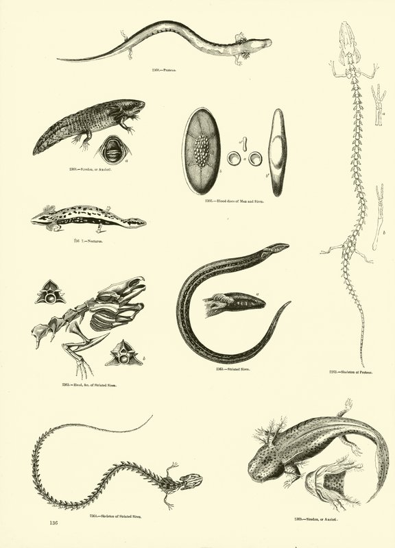 Pagina uit Het Picturale Museum van Geanimeerde Natuur door English School