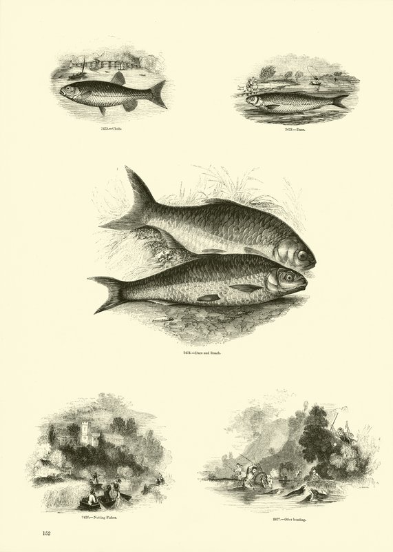 Pagina uit Het Picturale Museum van Geanimeerde Natuur door English School